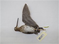 藏品(中地鷸)的圖片